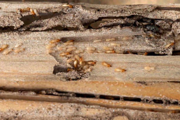 Best Cockroach Control Services  in Warm Mineral Springs, FL