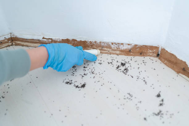 Best Ant Control Services  in Warm Mineral Springs, FL